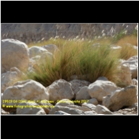 29519 04 0160 Wadi Al Abeieen , Oman, Emirate 2017.jpg